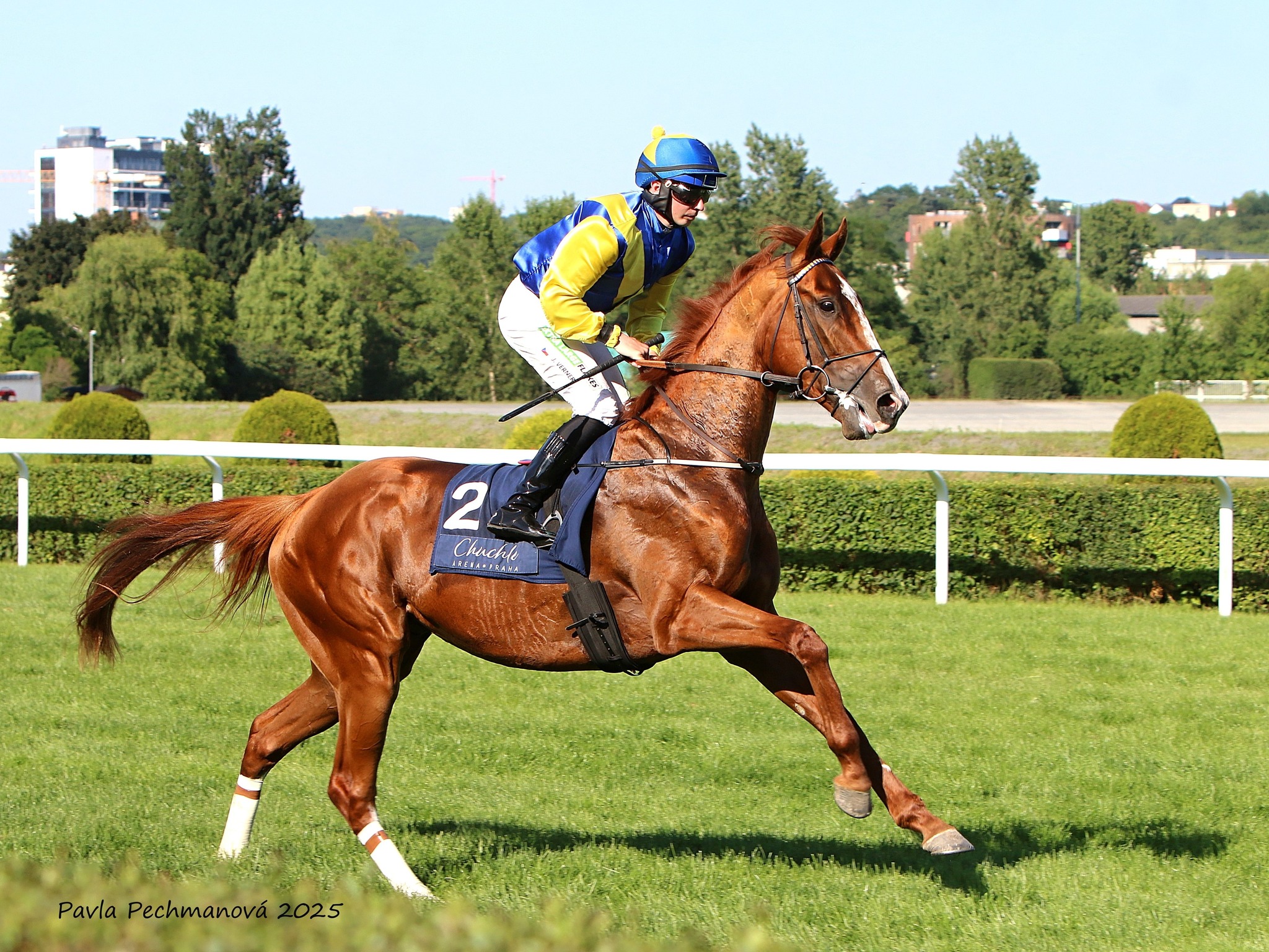 Poslední letošní Pardubice se třemi zástupci naší stáje na startu