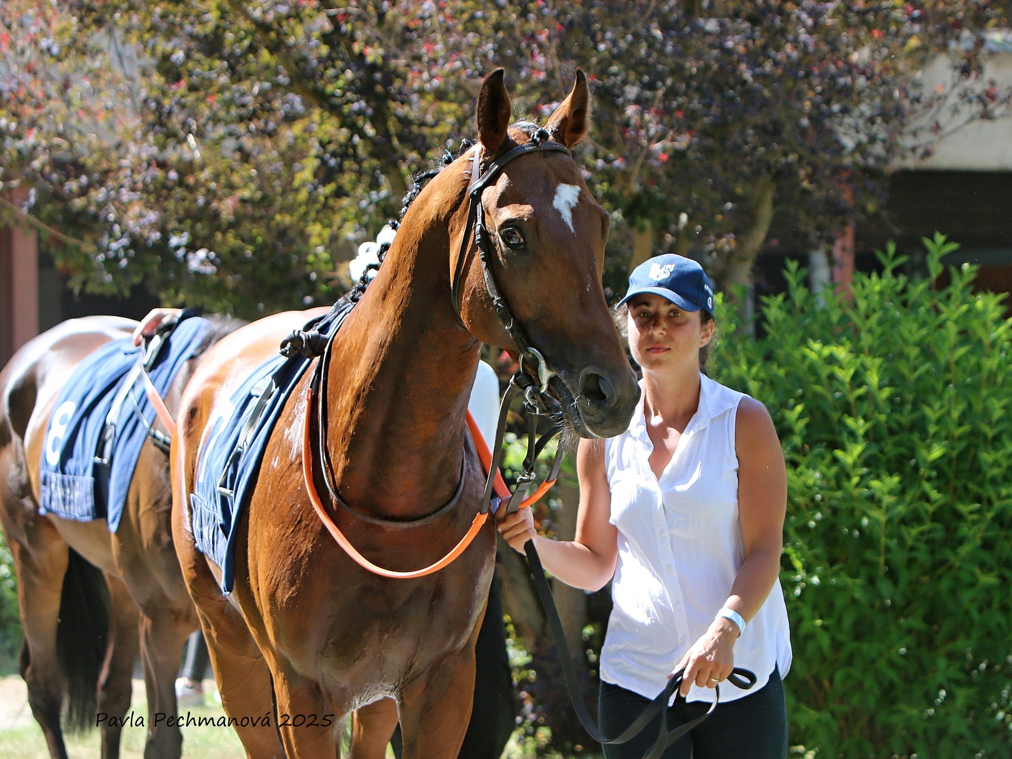 GOODWOOD ODYSSEY ovládl dostih v Karlových Varech