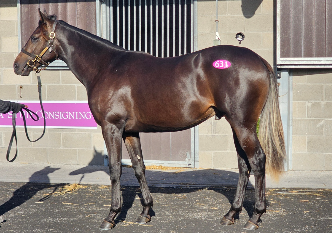 Naše nová naděje - roční hřebec po DUBAWI LEGEND z matky HEARSAY