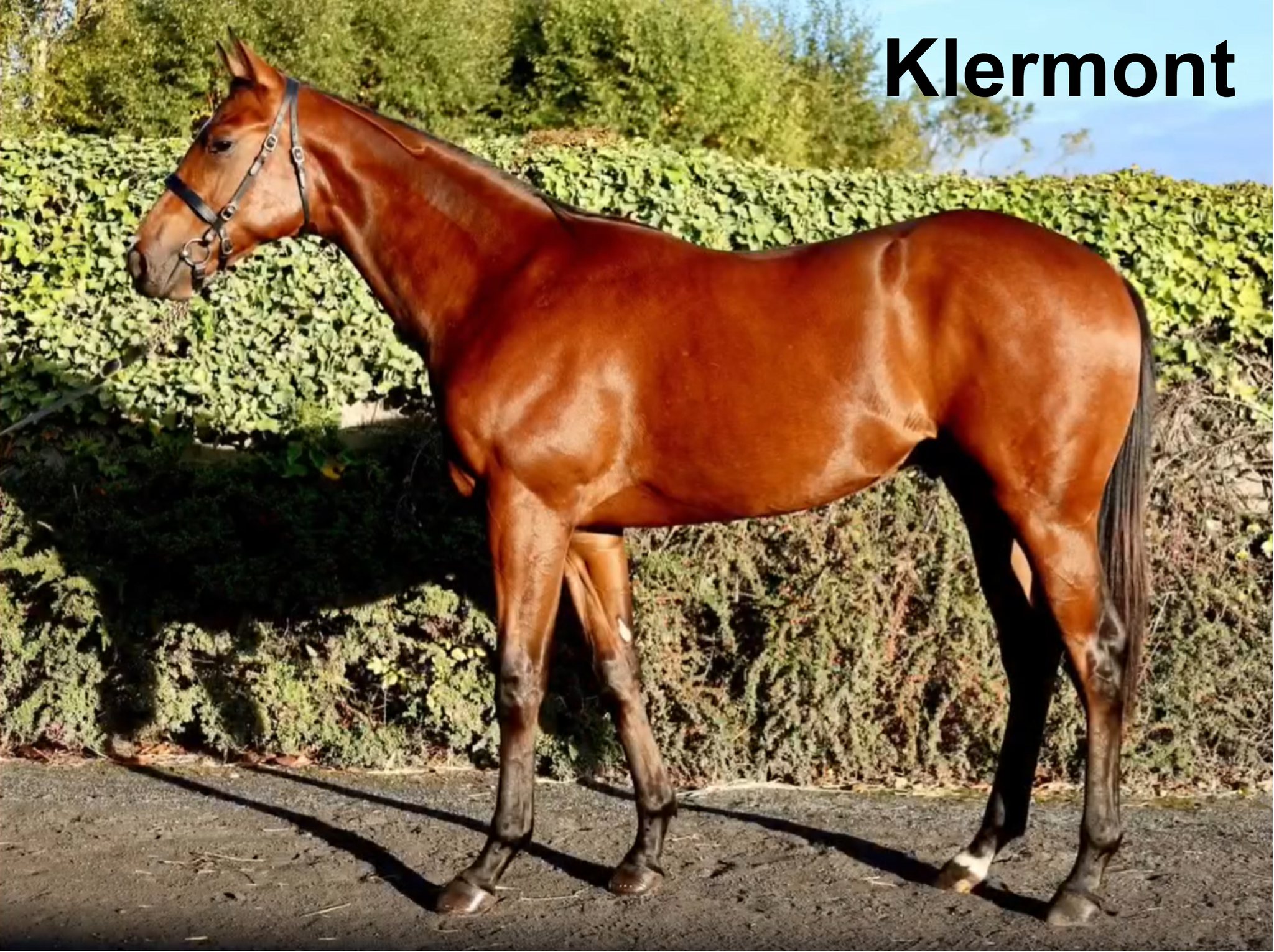 V Bratislavě se představí Klermont a Paras