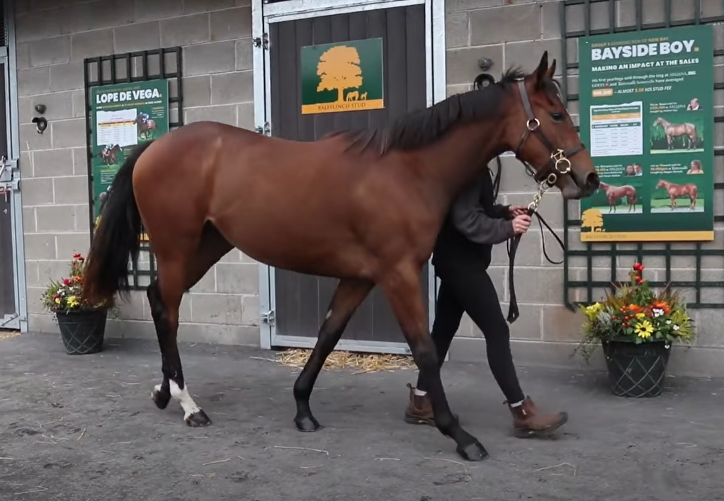 Ročka získaná na dražbě pro naše barvy