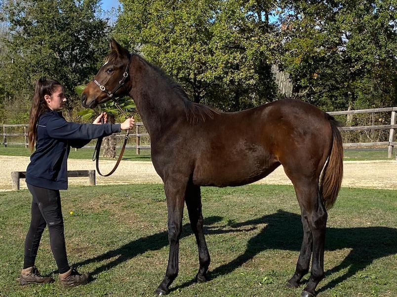 Sobotní Zlatá Spona tříletých - na startu DOKTOR RISK a MEDUNKA