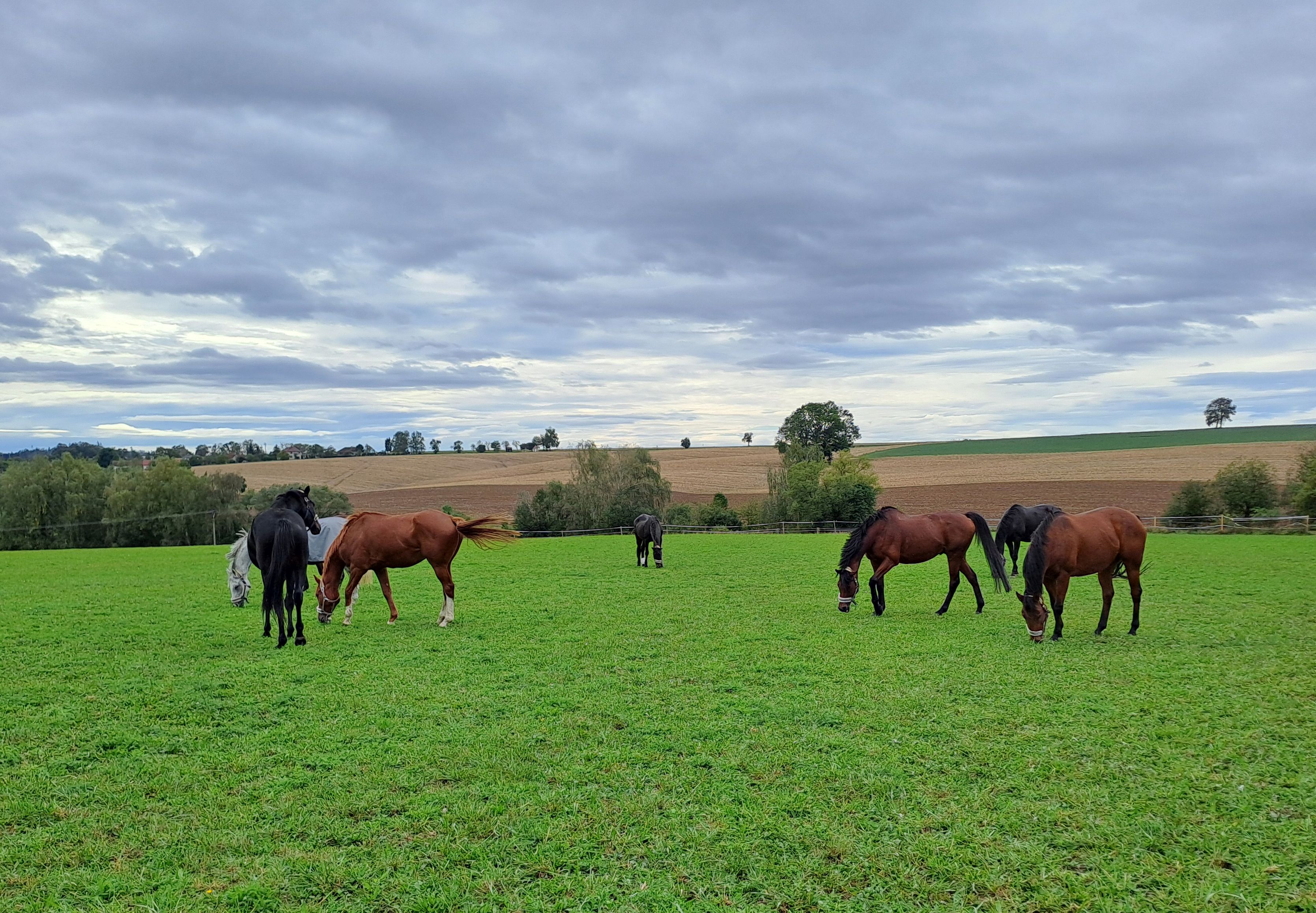 Hledáme ustájení pro 4 odstávčata