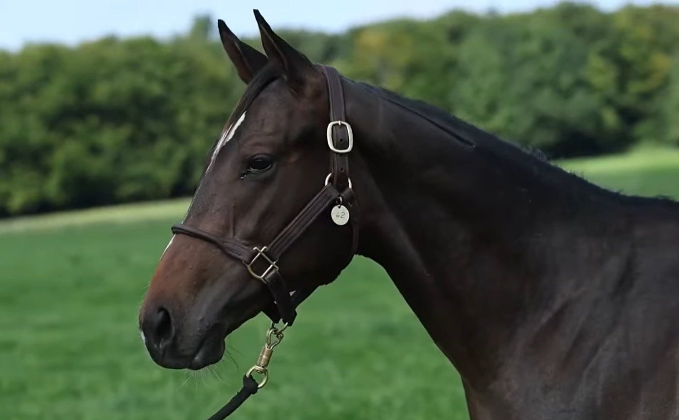 Nová posila do naší stáje - PIANO MAN