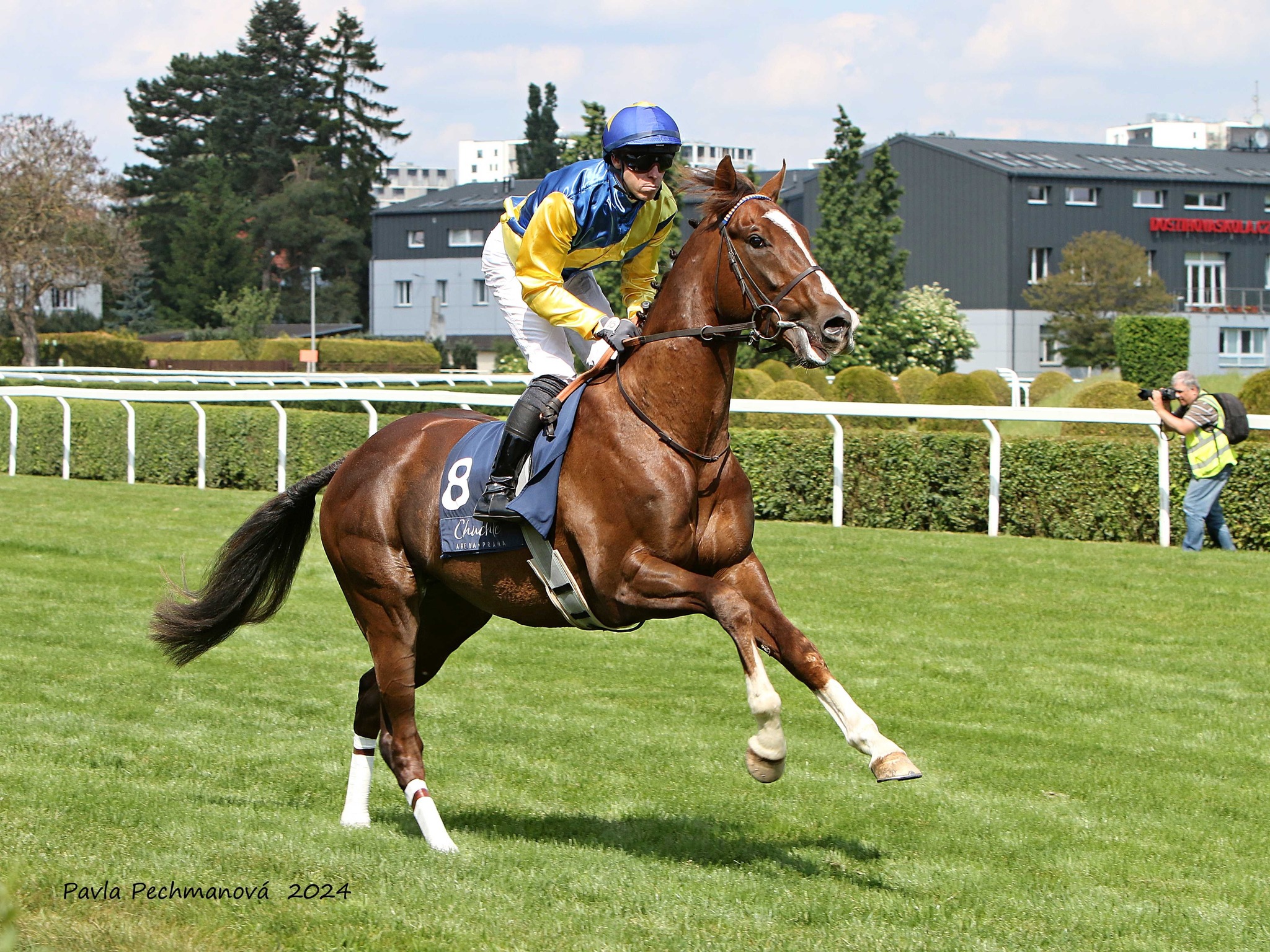 Letos se na dráhu vrátí čtyřletý valach PIRLO