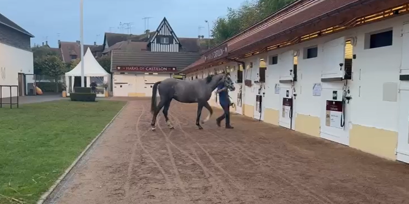 A ještě jedna posila - na dražbě Arqana zakoupen roční hřebec PLUMOVENT