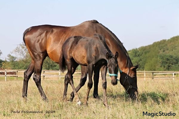 Vyhlašujeme vítěze soutěže o jména našich mladých koní!