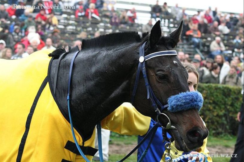 Vzpomínka na hnědáka ROYAL MOUGINS a pozvánka na Zlatý Pohár