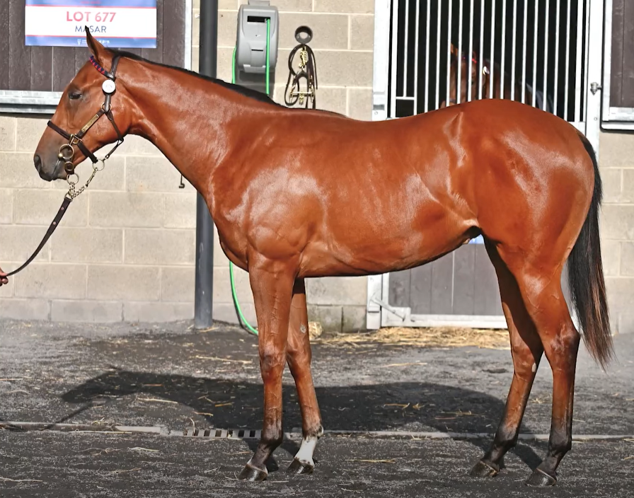 Na dražbě Goffs Orby Book 2 zakoupena roční kobylka SOTTSASS